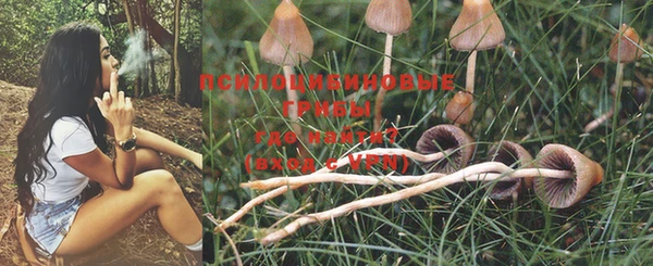 PSILOCYBIN Алзамай